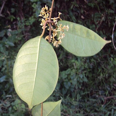 Genianthus unspecified picture