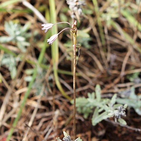 Allium peroninianum unspecified picture