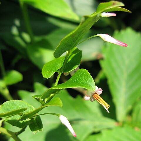 Vaccinium japonicum unspecified picture