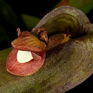 Pleurothallis perijaensis unspecified picture