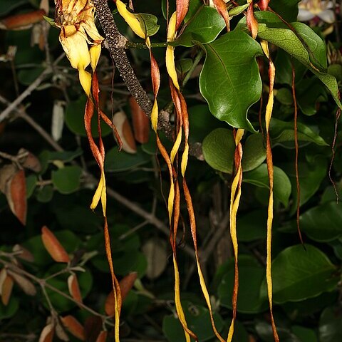 Strophanthus petersianus unspecified picture