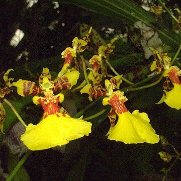 Oncidium lineoligerum unspecified picture