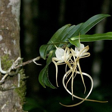 Angraecum conchoglossum unspecified picture