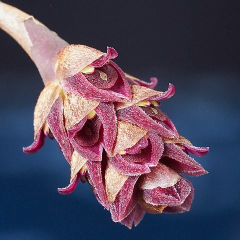 Bulbophyllum aggregatum unspecified picture