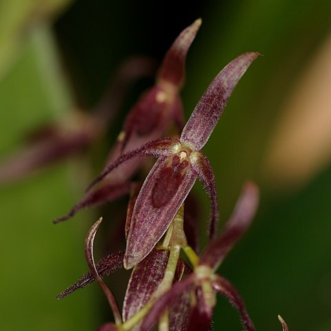 Pleurothallis aggeris unspecified picture