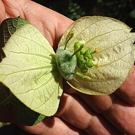 Dalechampia tiliifolia unspecified picture