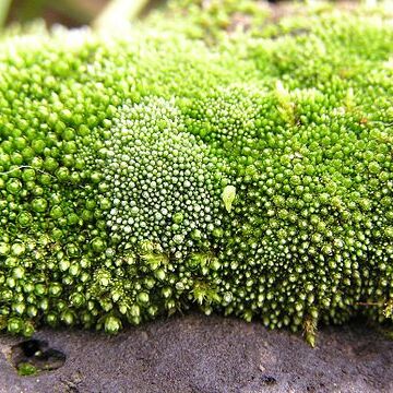 Bryum argenteum unspecified picture