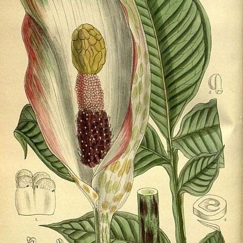 Amorphophallus corrugatus unspecified picture