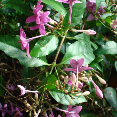 Pseuderanthemum laxiflorum unspecified picture