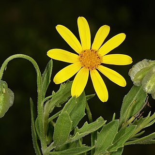 Osteospermum auriculatum unspecified picture