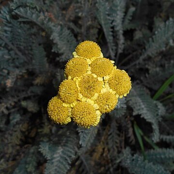 Tanacetum millefolium unspecified picture