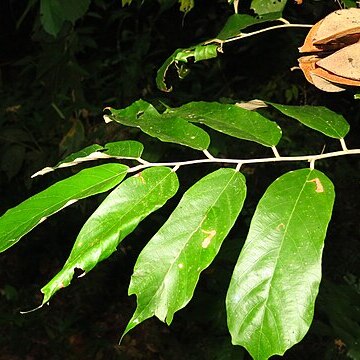 Pterospermum grewiifolium unspecified picture