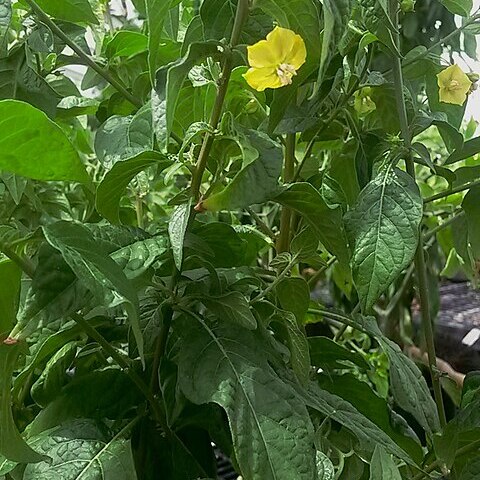 Capsicum rhomboideum unspecified picture