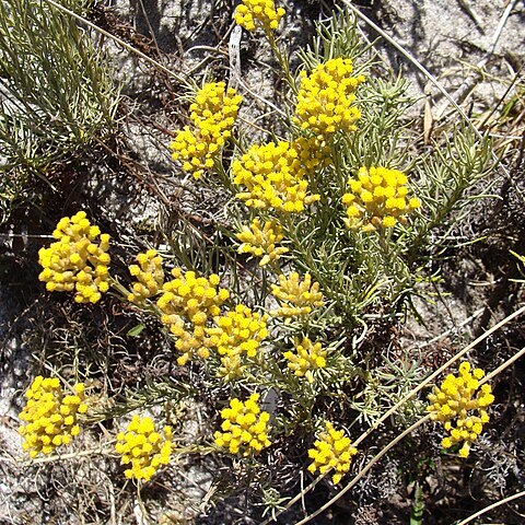 Helichrysum italicum subsp. serotinum unspecified picture