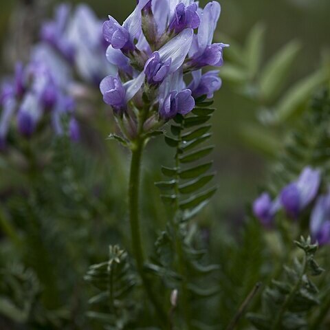 Oxytropis borealis unspecified picture