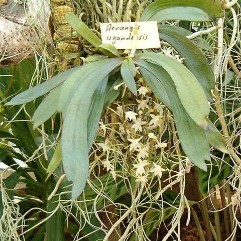 Aerangis ugandensis unspecified picture