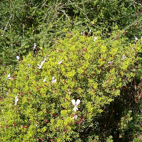 Pelargonium fruticosum unspecified picture