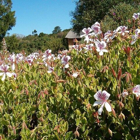 Pelargonium betulinum (l.) l'hér. unspecified picture