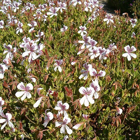 Pelargonium betulinum (l.) l'hér. unspecified picture