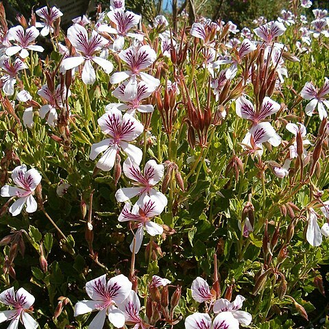 Pelargonium betulinum (l.) l'hér. unspecified picture