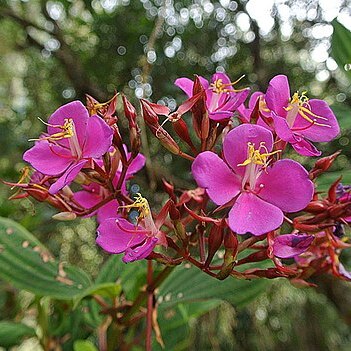 Monochaetum humboldtianum unspecified picture