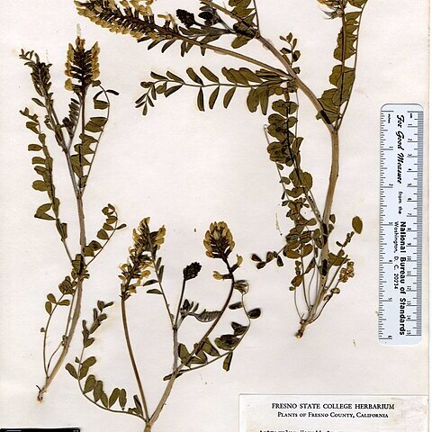 Astragalus asymmetricus unspecified picture