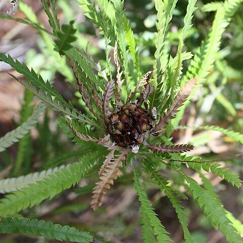 Banksia formosa unspecified picture