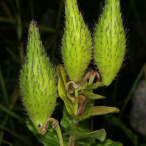 Schizoglossum unspecified picture