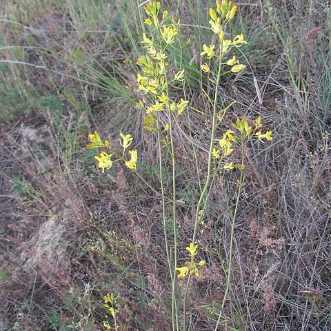 Sisymbrium polymorphum unspecified picture