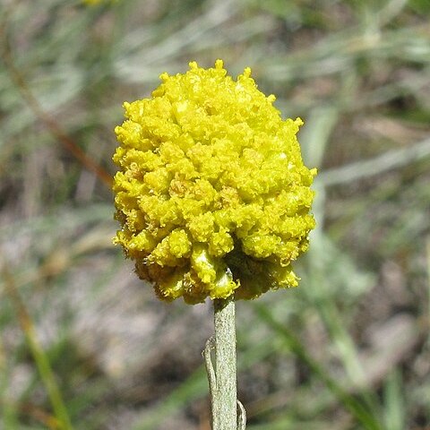 Calocephalus citreus unspecified picture