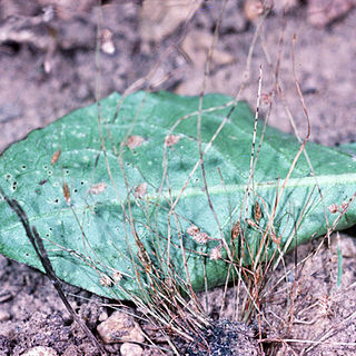 Lipocarpha unspecified picture