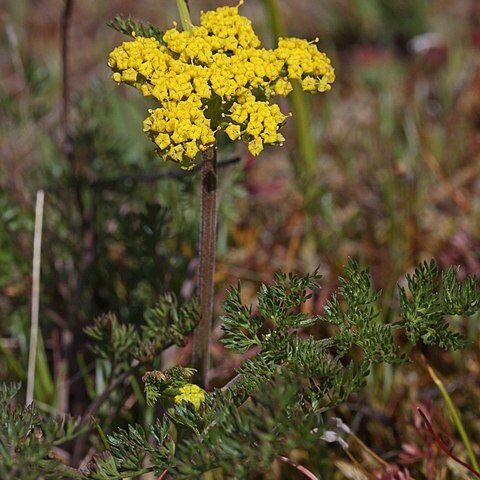 Lomatium insulare unspecified picture