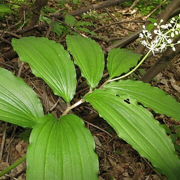 Maianthemum japonicum unspecified picture