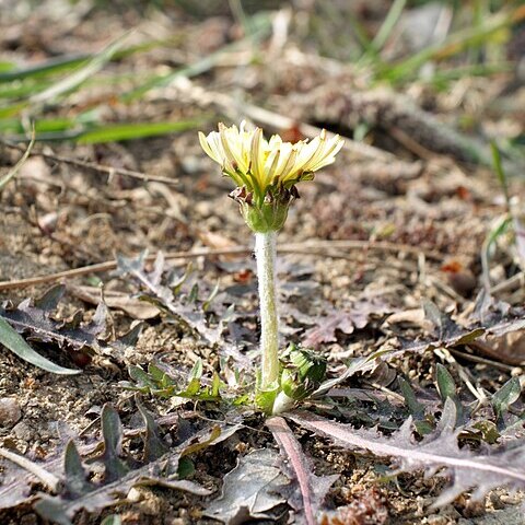 Taraxacum platycarpum unspecified picture