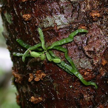 Taeniophyllum glandulosum unspecified picture