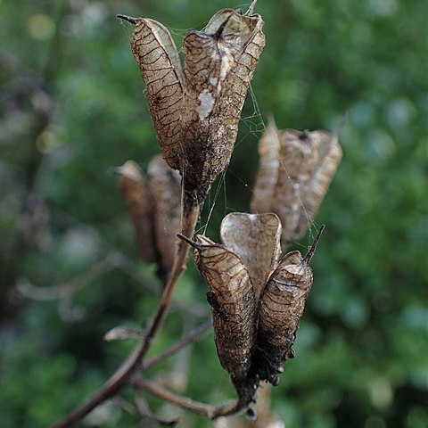 Aconitum lasiocarpum unspecified picture