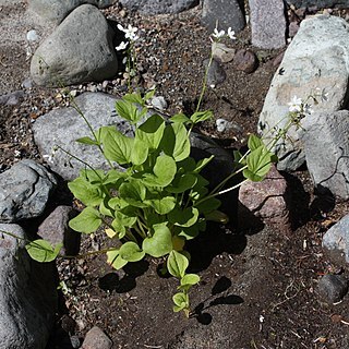 Claytonia cordifolia unspecified picture