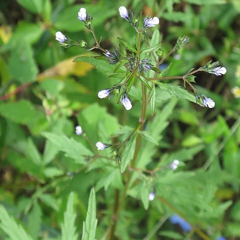 Amethystea caerulea unspecified picture