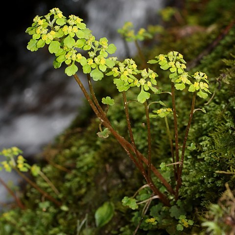 Chrysosplenium flagelliferum unspecified picture