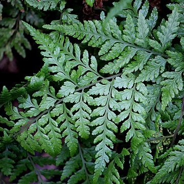 Parapolystichum acuminatum unspecified picture