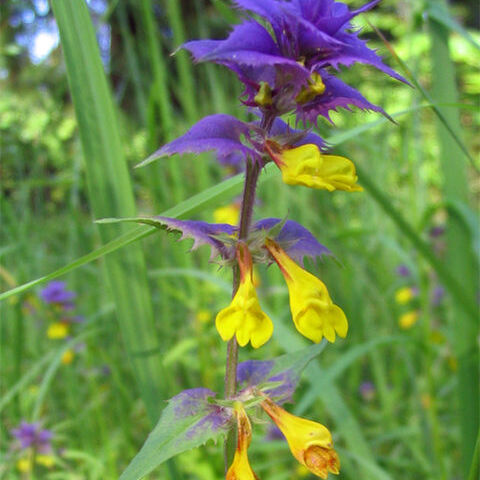 Melampyrum unspecified picture