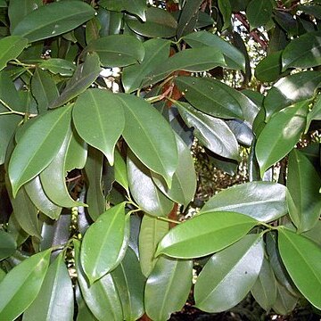 Syzygium papyraceum unspecified picture