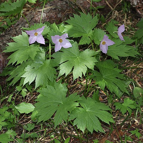 Glaucidium palmatum unspecified picture