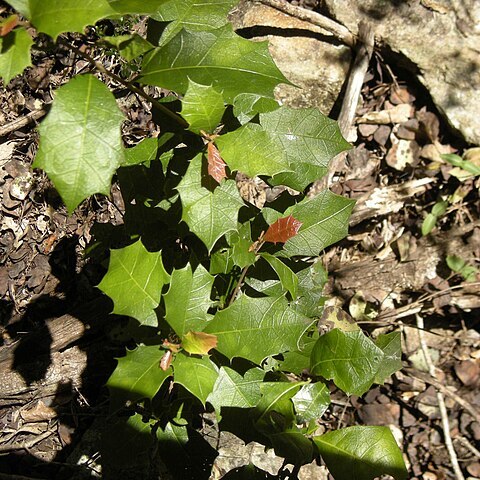 Alchornea ilicifolia unspecified picture