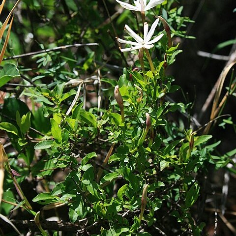 Jasminum multipartitum unspecified picture