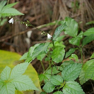 Codonacanthus unspecified picture