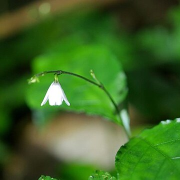 Codonacanthus pauciflorus unspecified picture