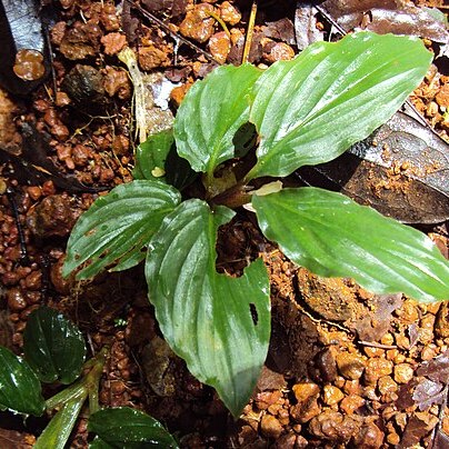 Boesenbergia tiliifolia unspecified picture