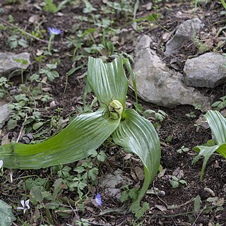 Colchicum macrophyllum unspecified picture