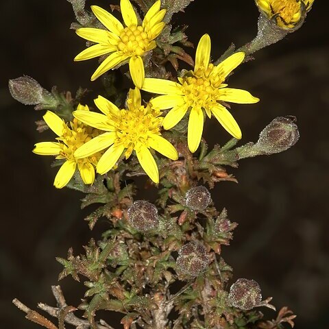 Osteospermum leptolobum unspecified picture